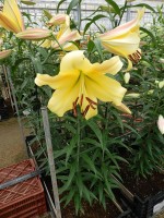 [5212 Golden Power 18 ST No01.JPG]